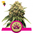 Special Queen 1 - Royal Queen Seeds